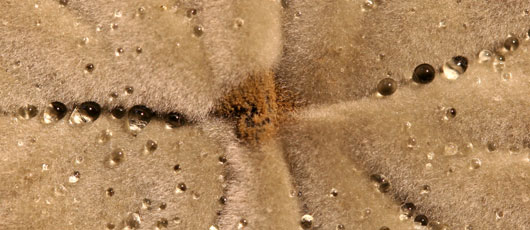 Macroaufnahme vom Schimmelpilz Cladosporium